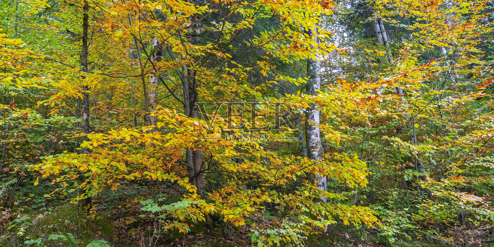 德国奥伯阿默高的秋季混合森林照片摄影图片