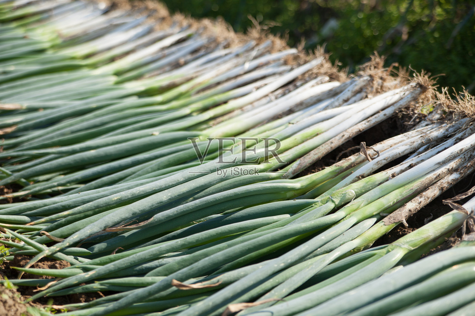 新鲜采摘的韭葱来自农场照片摄影图片