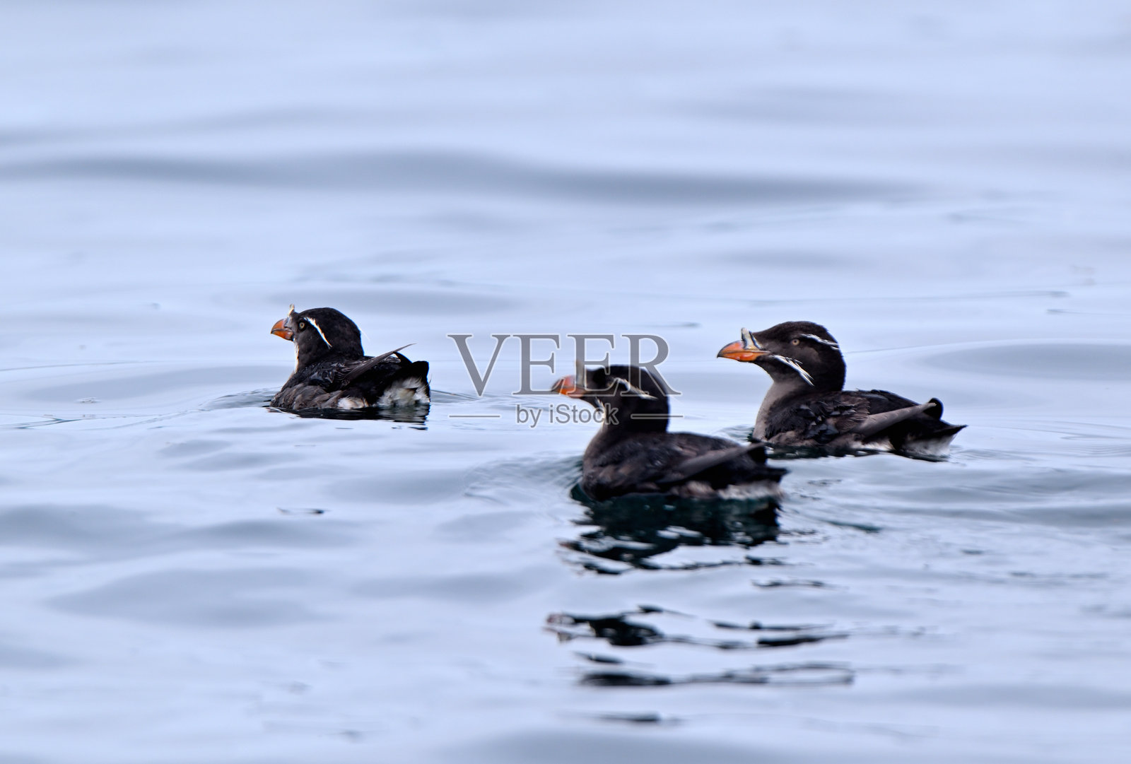 太平洋中的犀鸟在北海道的根室半岛沿岸。照片摄影图片