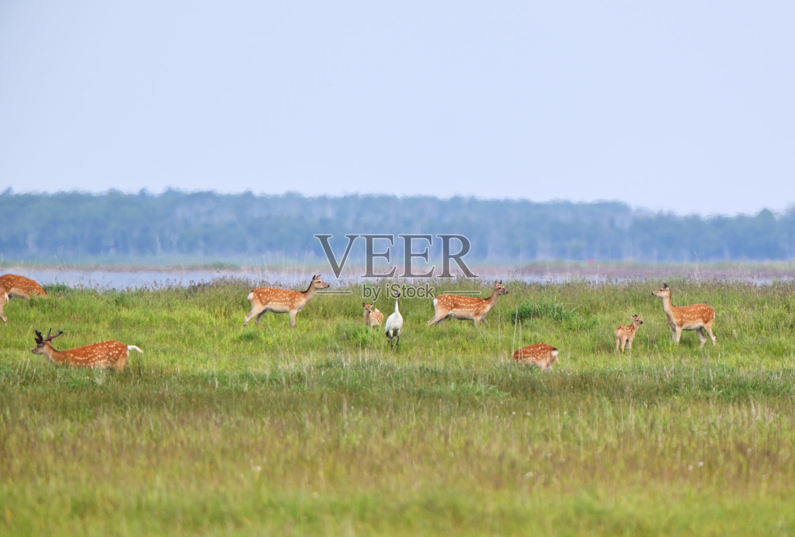丹顶鹤和蝦夷鹿在北海道的野付半岛草原上觅食。照片摄影图片