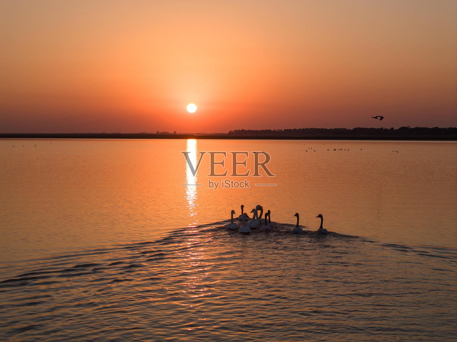 天鹅在日落时分的湖面上游泳照片摄影图片