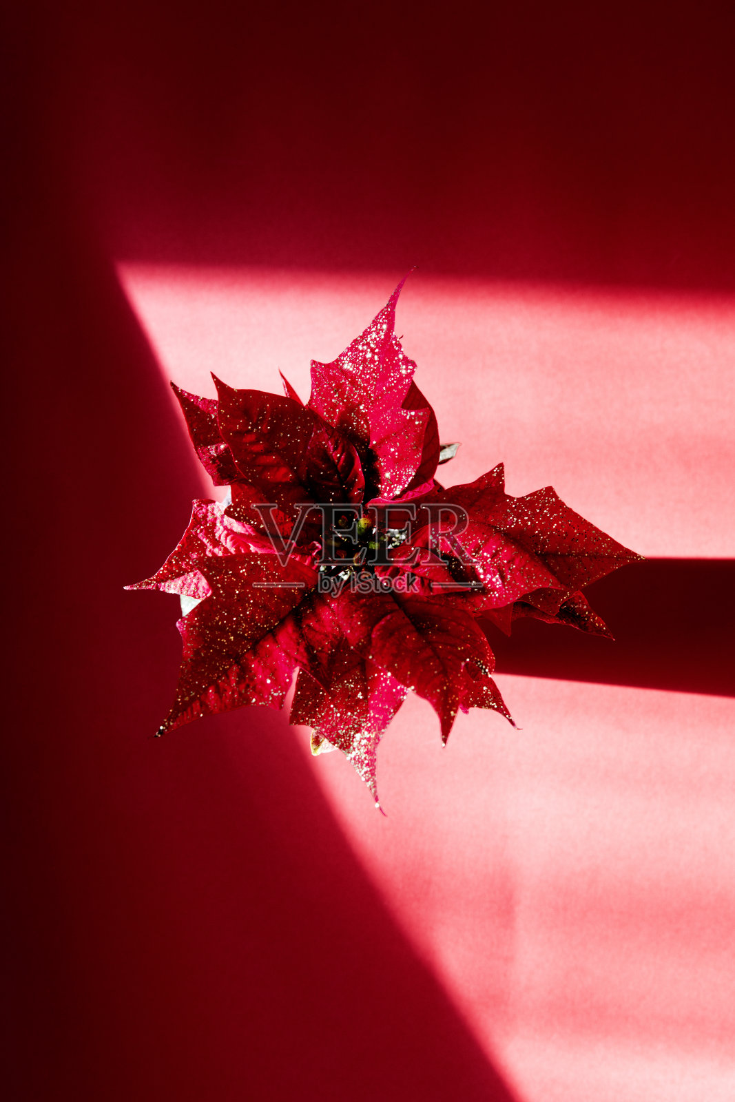 一品红。圣诞装饰。照片摄影图片