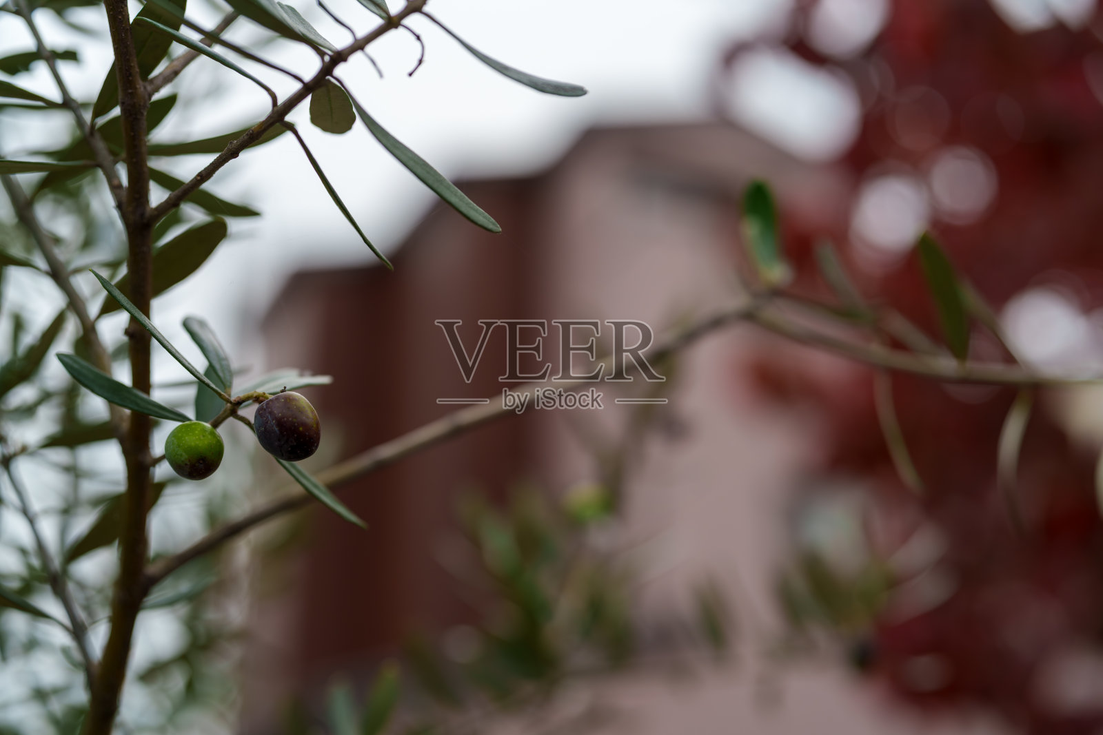 本土树木上的橄榄果。照片摄影图片