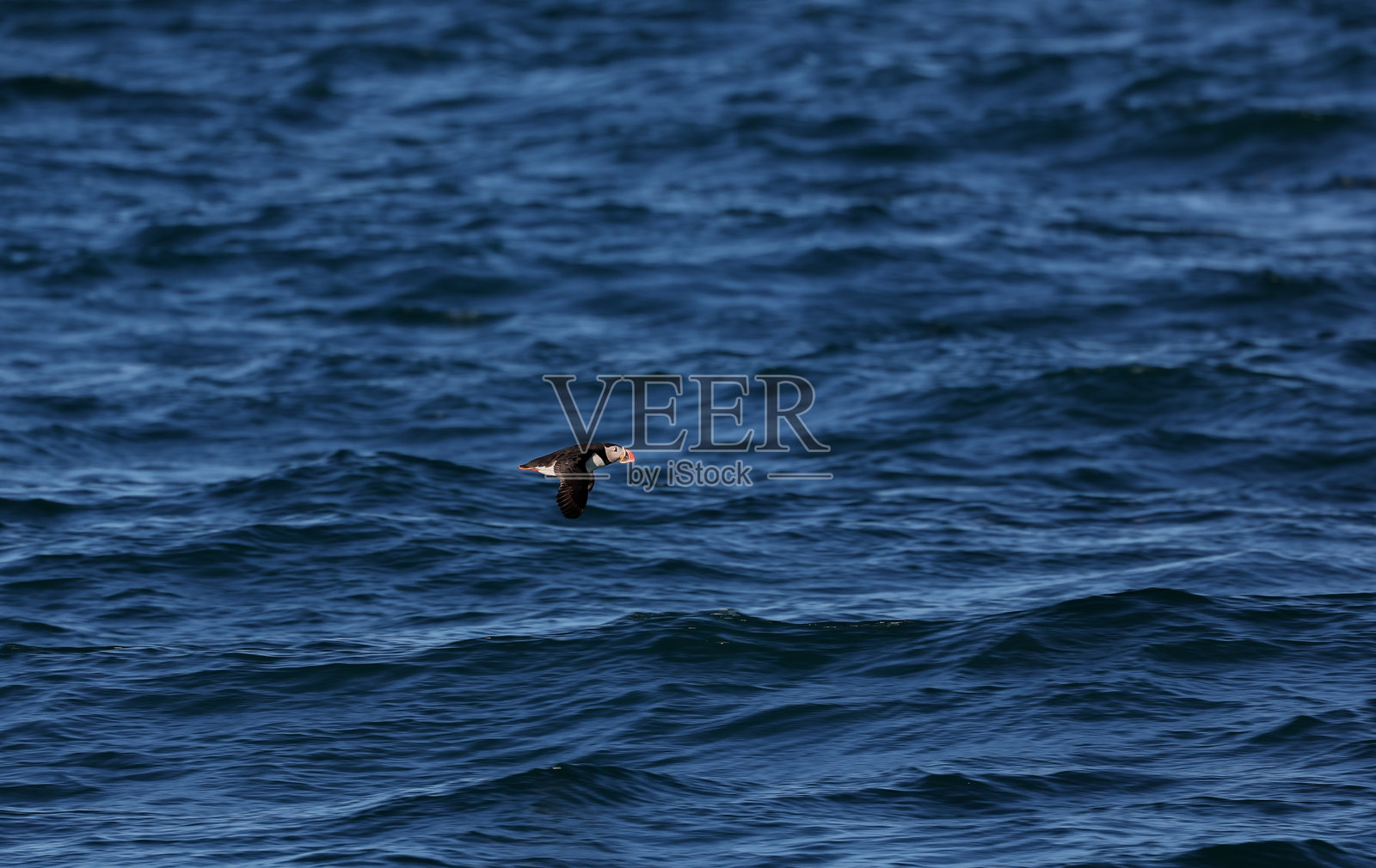 海雀在北极地区斯瓦尔巴群岛的湛蓝海水上滑翔照片摄影图片