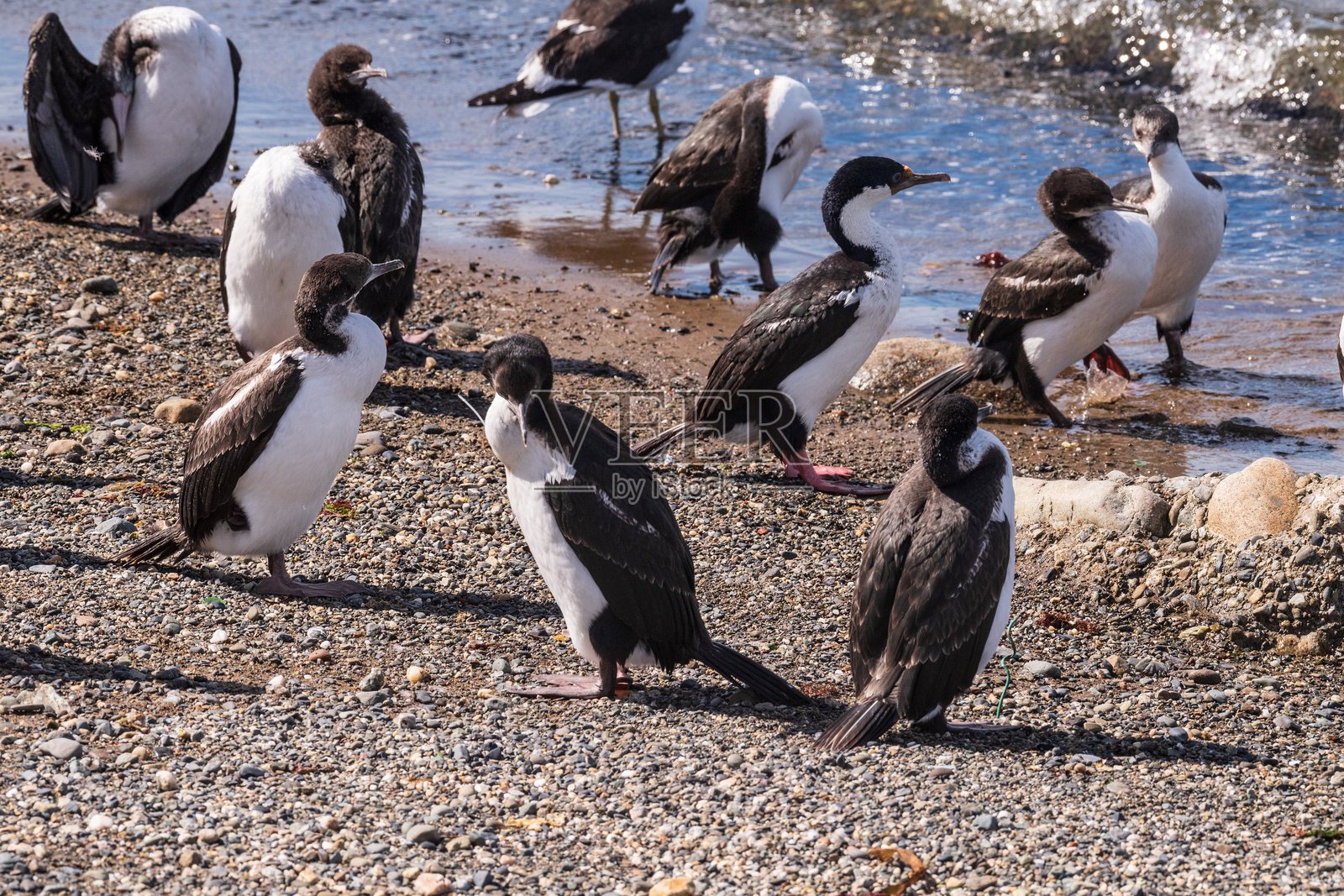 南方人聚会的长发狗照片摄影图片