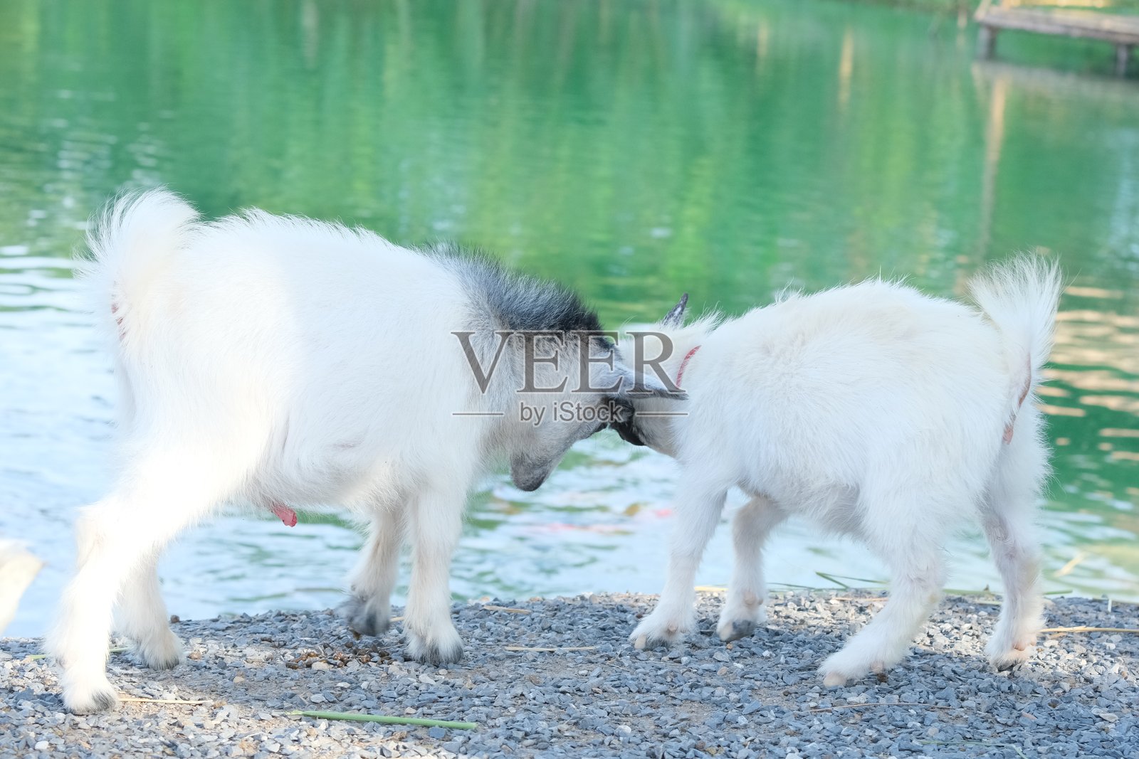 小山羊训练打斗。照片摄影图片