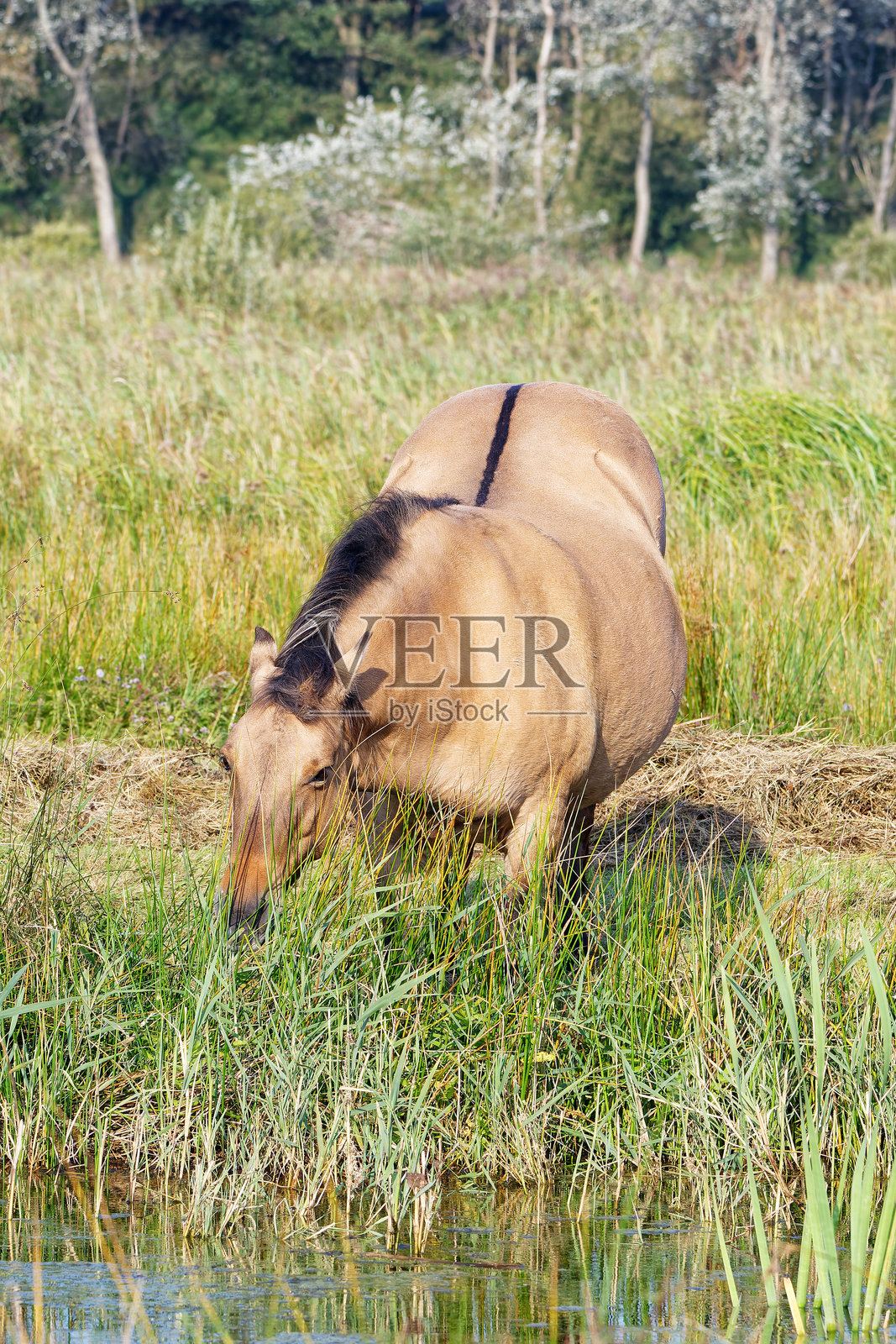 美丽而优雅，聪明而善良——这些都是马。一匹在自由牧场上的野马。在池塘边吃着鲜嫩的草。照片摄影图片