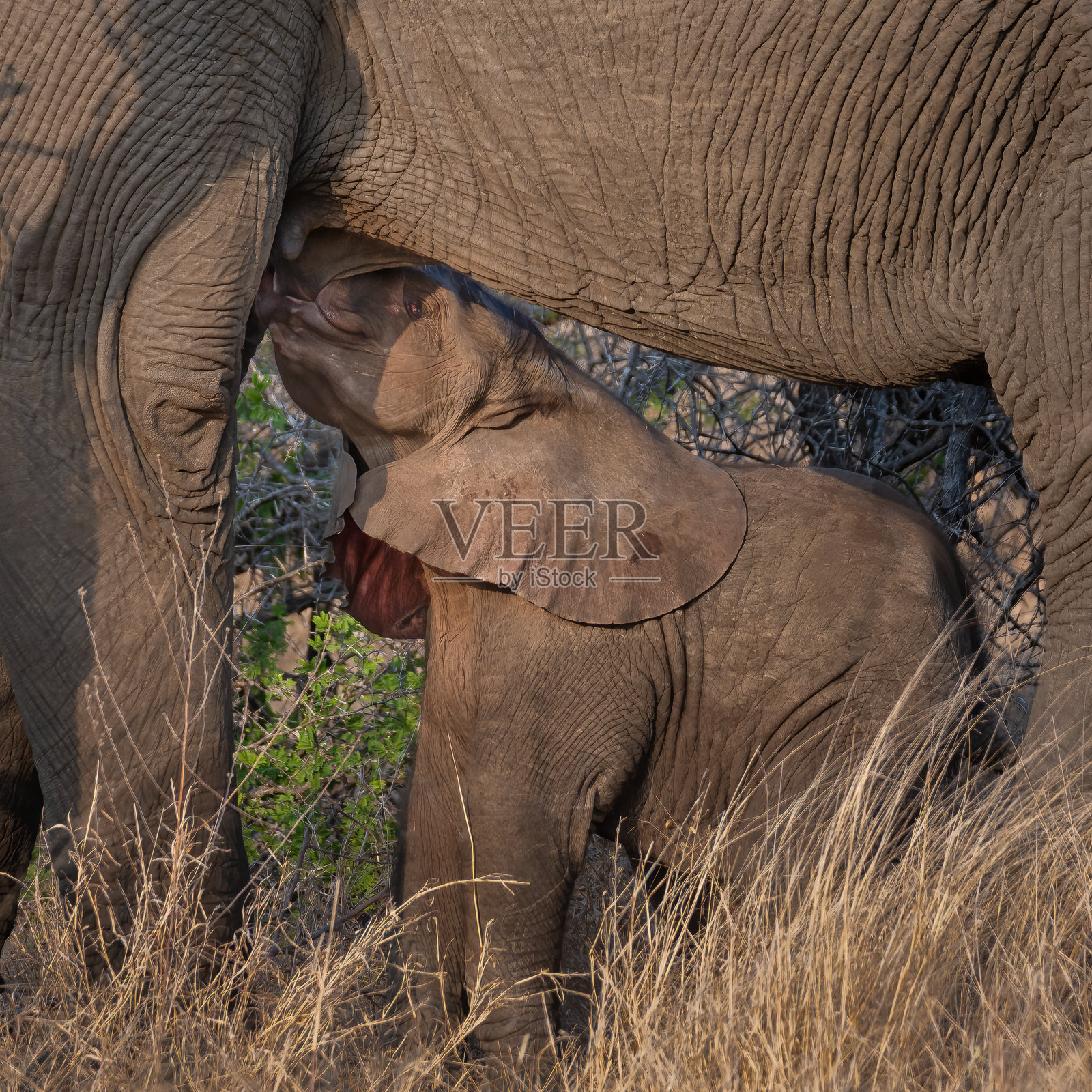 非洲象照片摄影图片