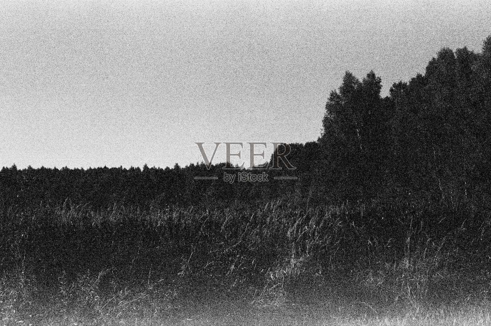 一幅单色图像，远处有树木的田野照片摄影图片