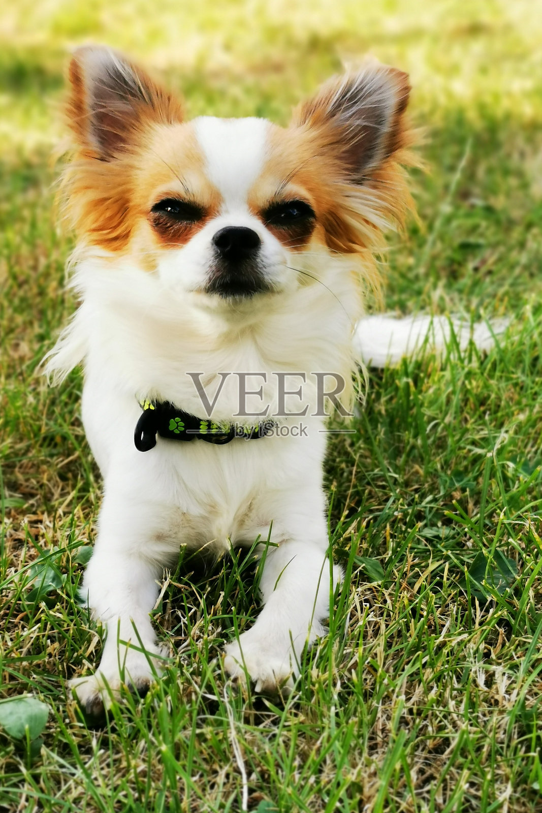 小长毛吉娃娃照片摄影图片