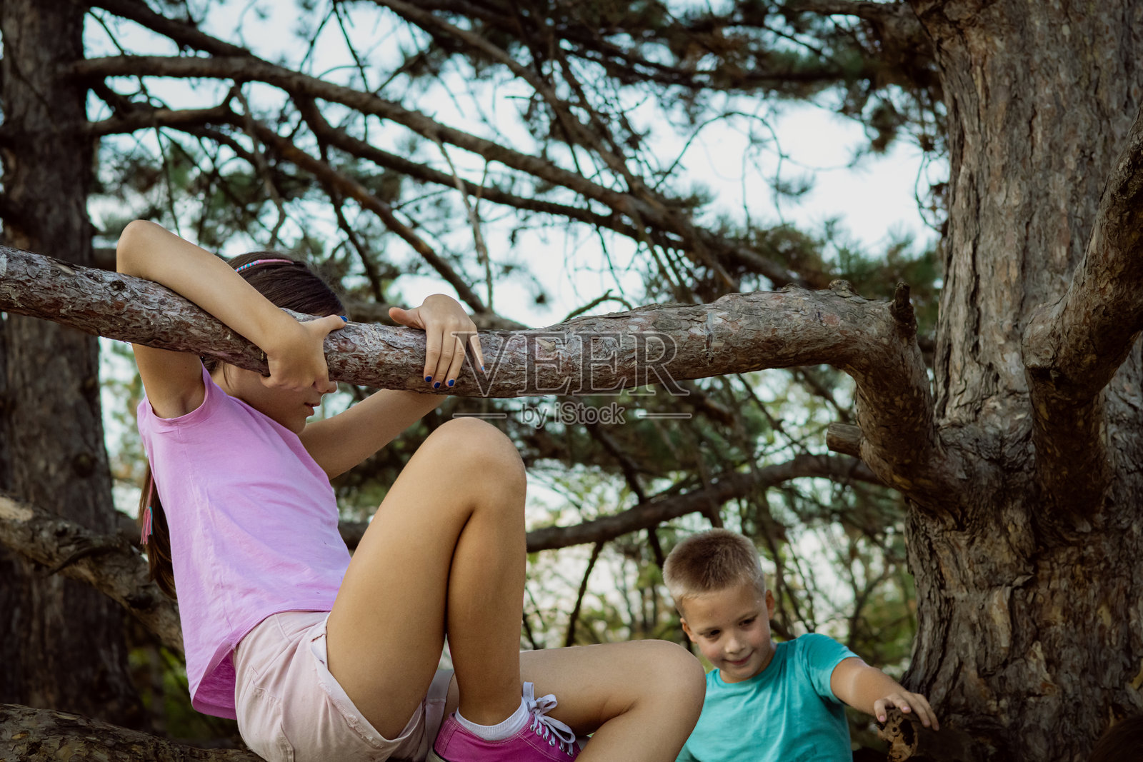 一家人在森林里享受户外乐趣。兄妹俩在夏天的日子里爬树，坐在树枝上。照片摄影图片