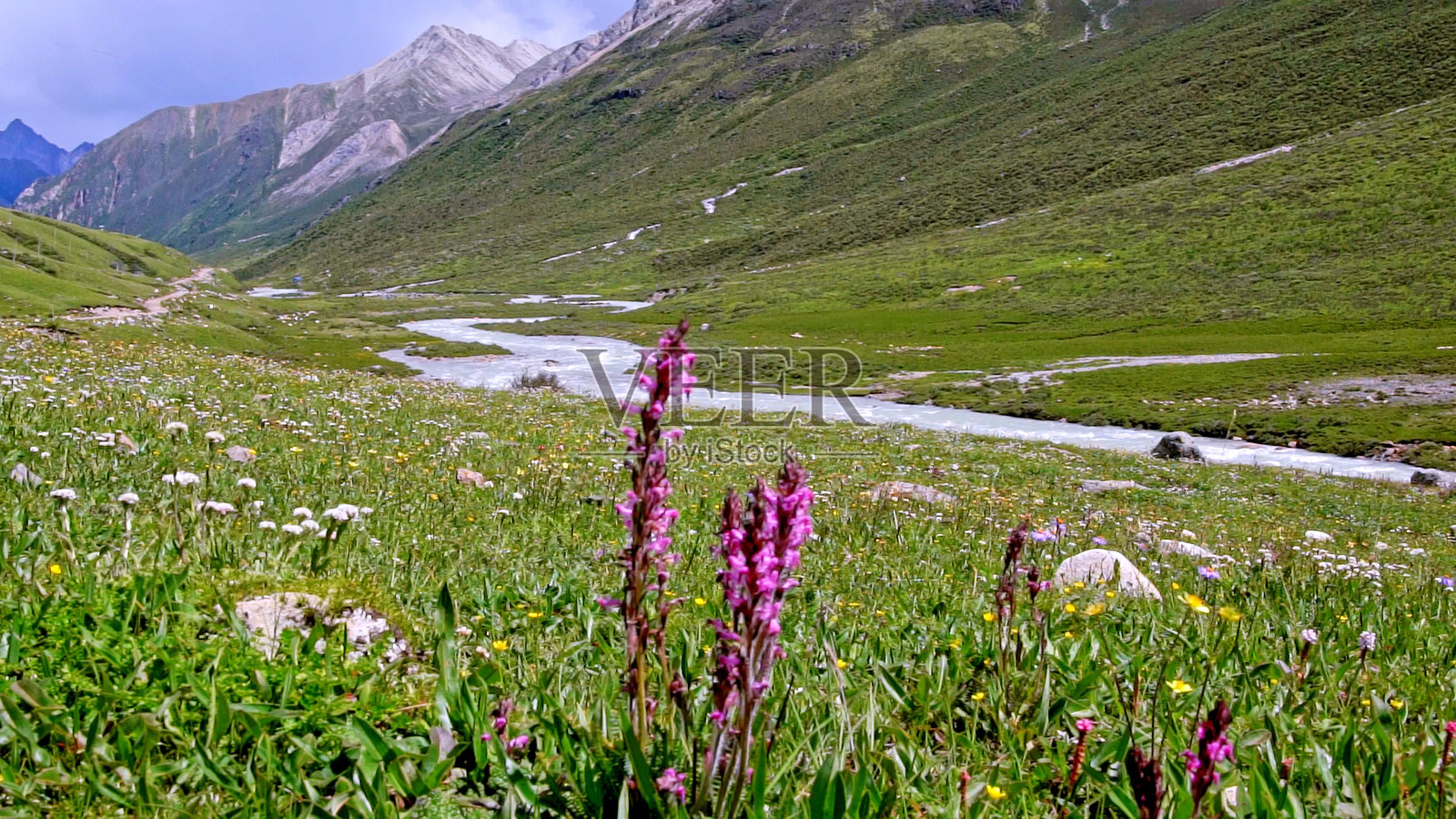 青藏高原，花，山谷，高山，中国，亚洲。照片摄影图片