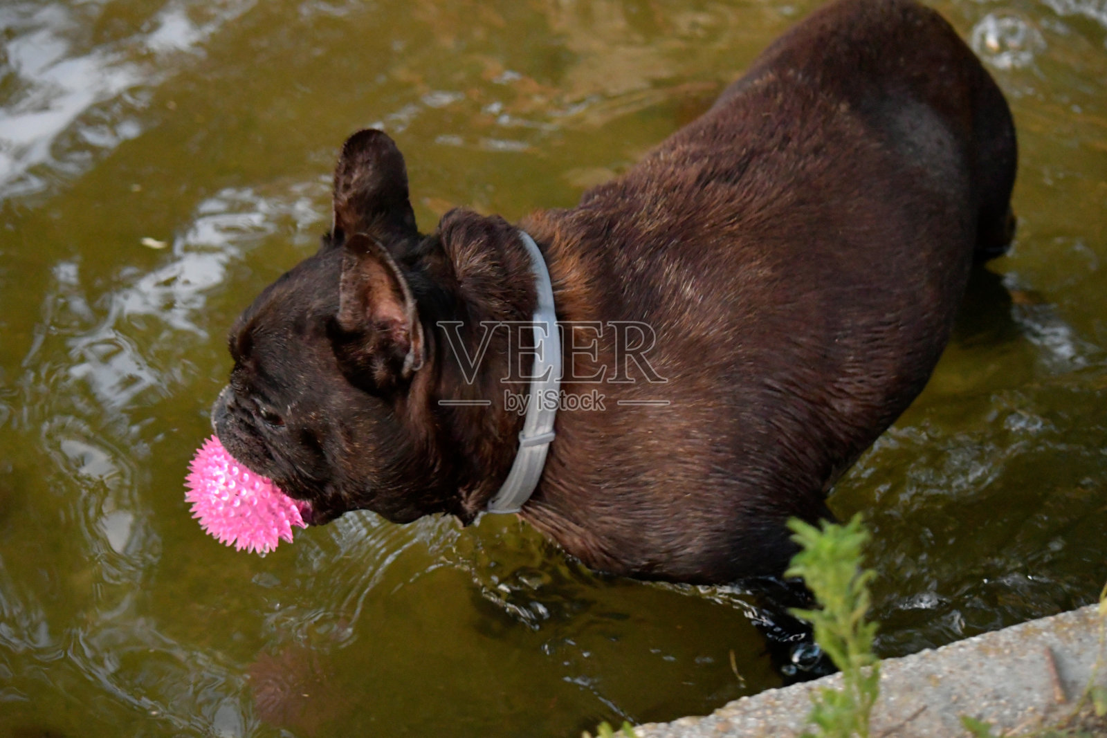 一只法国斗牛犬在水中玩它的粉色球。照片摄影图片
