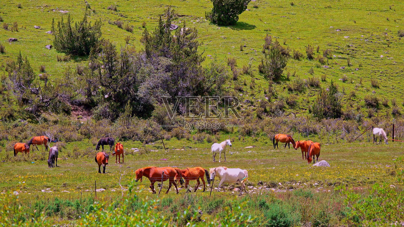 草原上的马，青藏高原，中国，亚洲。照片摄影图片