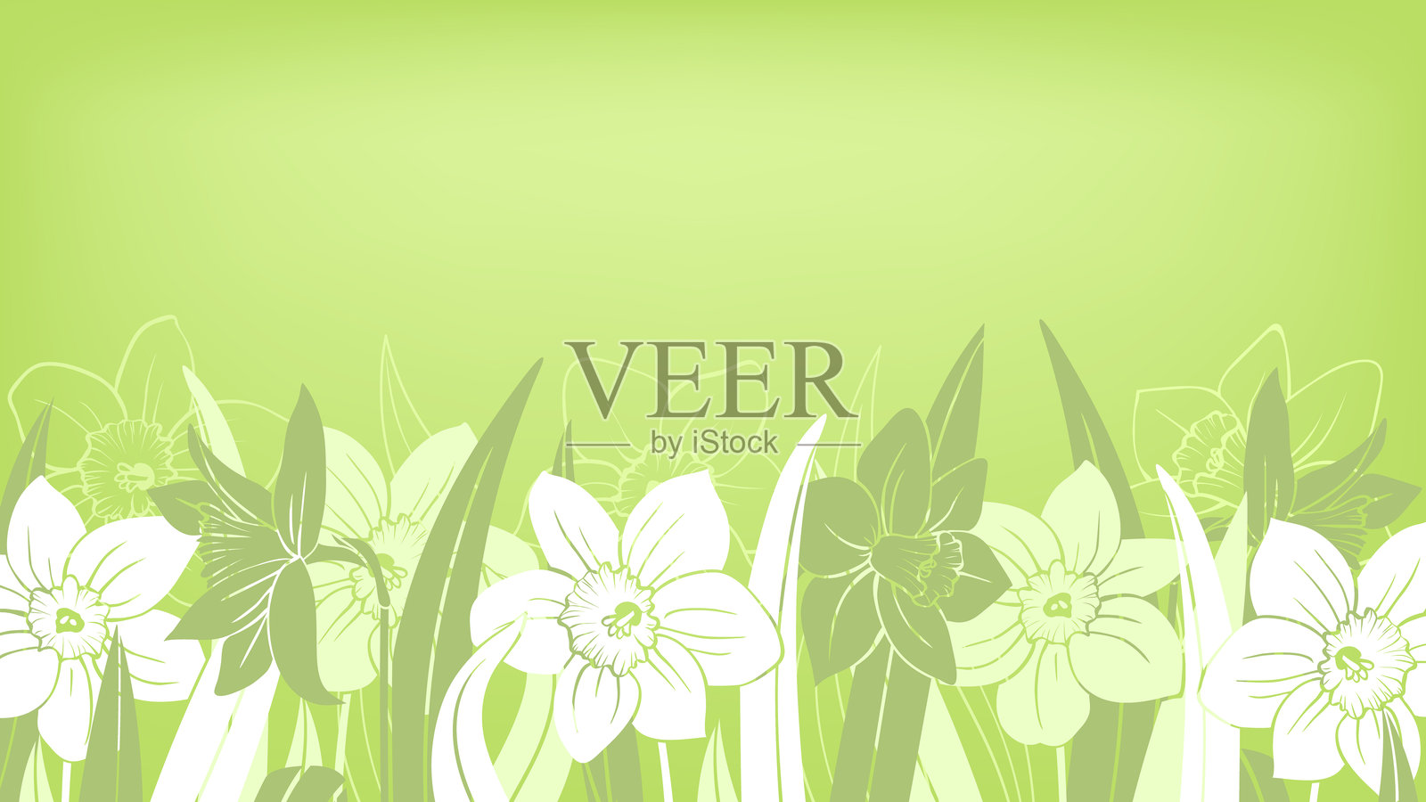 绿色春季横幅与水仙花插画图片素材
