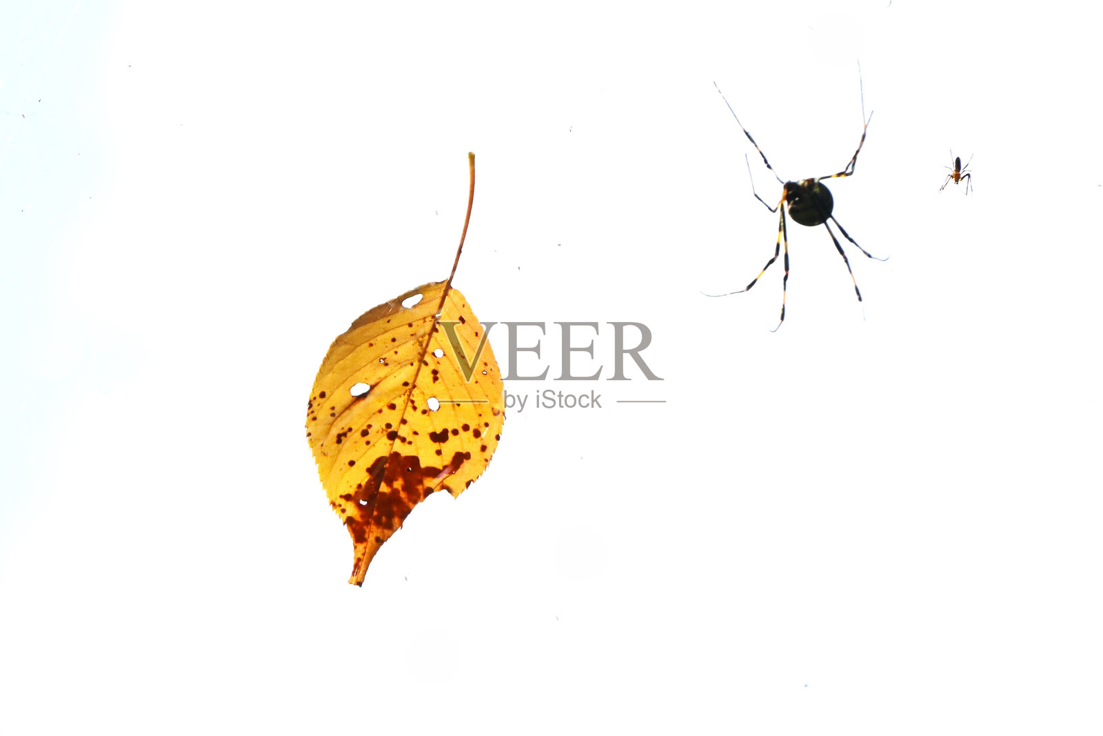 落叶的风景。秋季背景。照片摄影图片