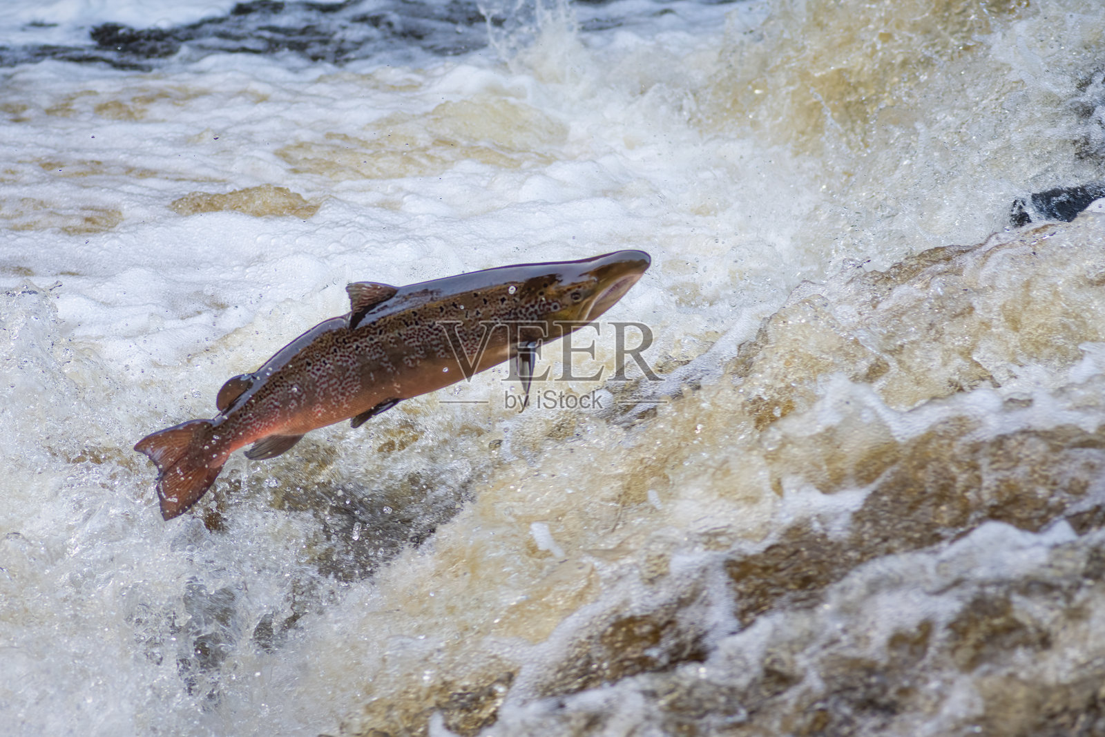 大西洋鲑鱼（Salmo salar）。照片摄影图片
