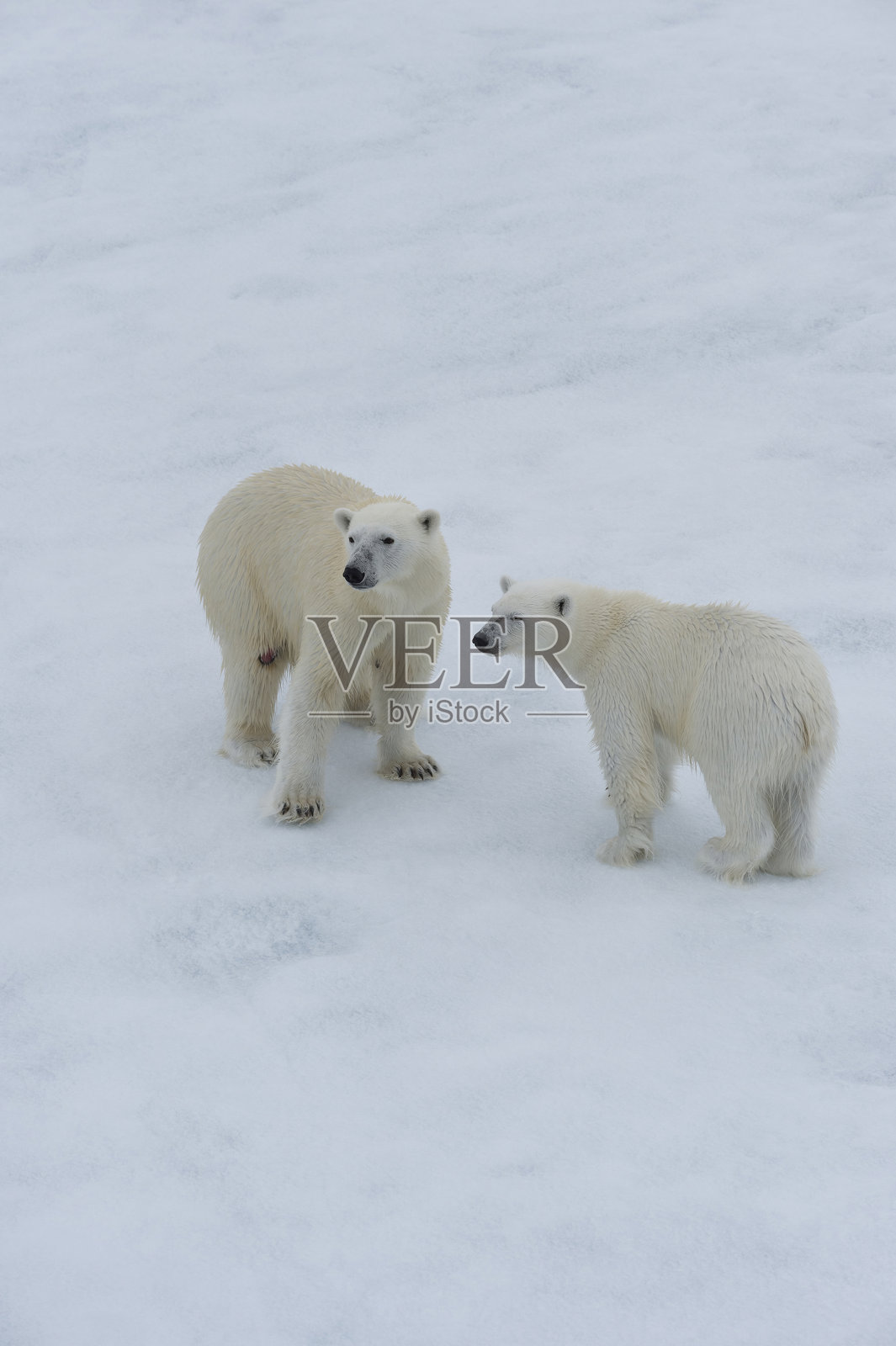 北极熊照片摄影图片