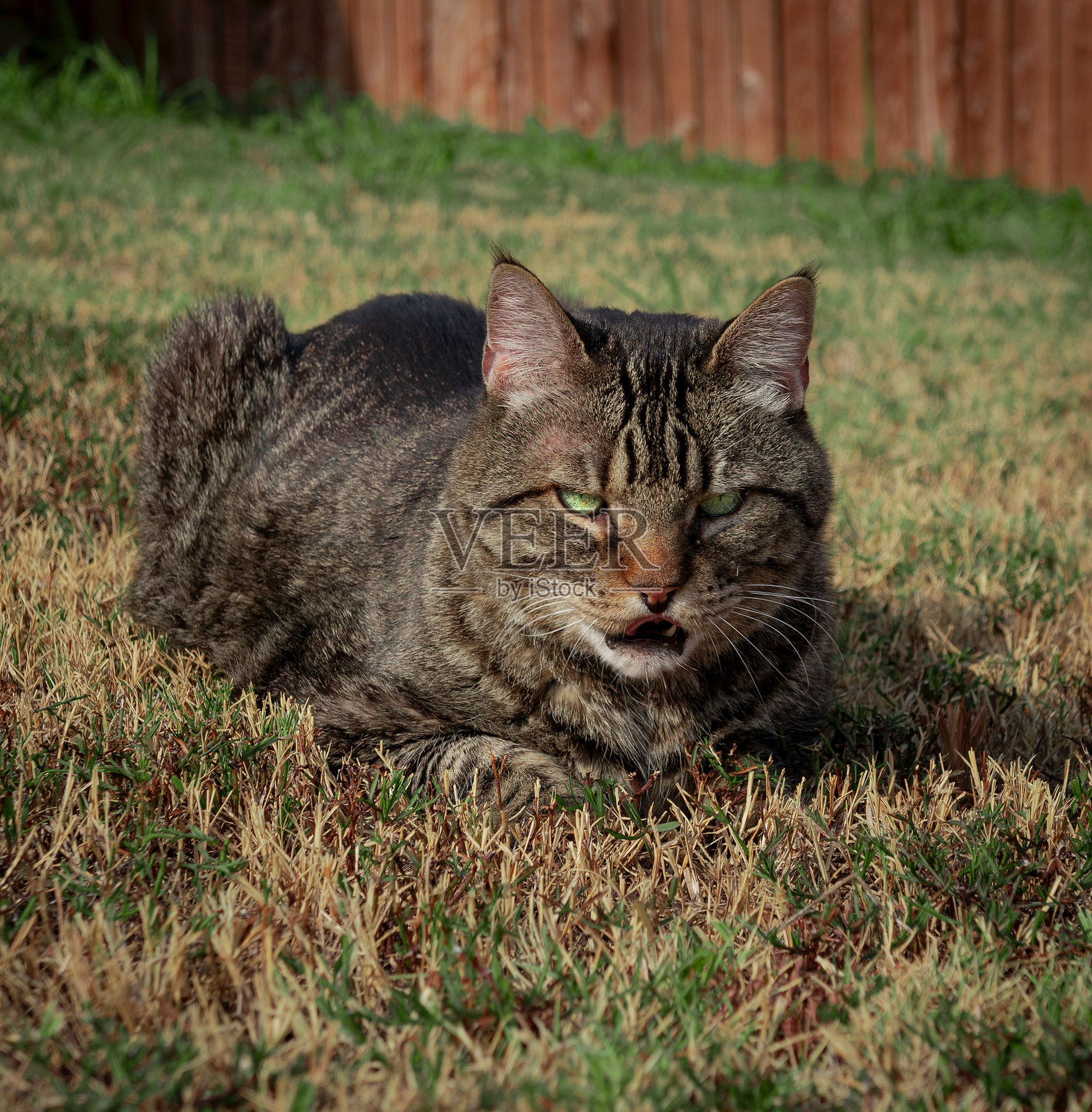 户外的虎斑猫波波猫照片摄影图片