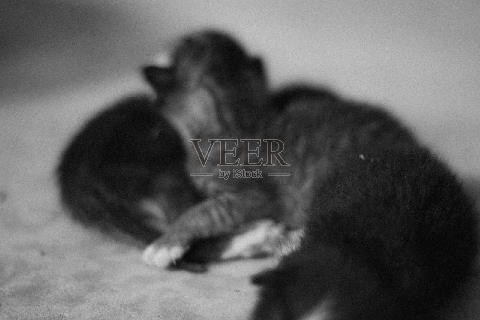 可怜的无家可归的小猫照片摄影图片