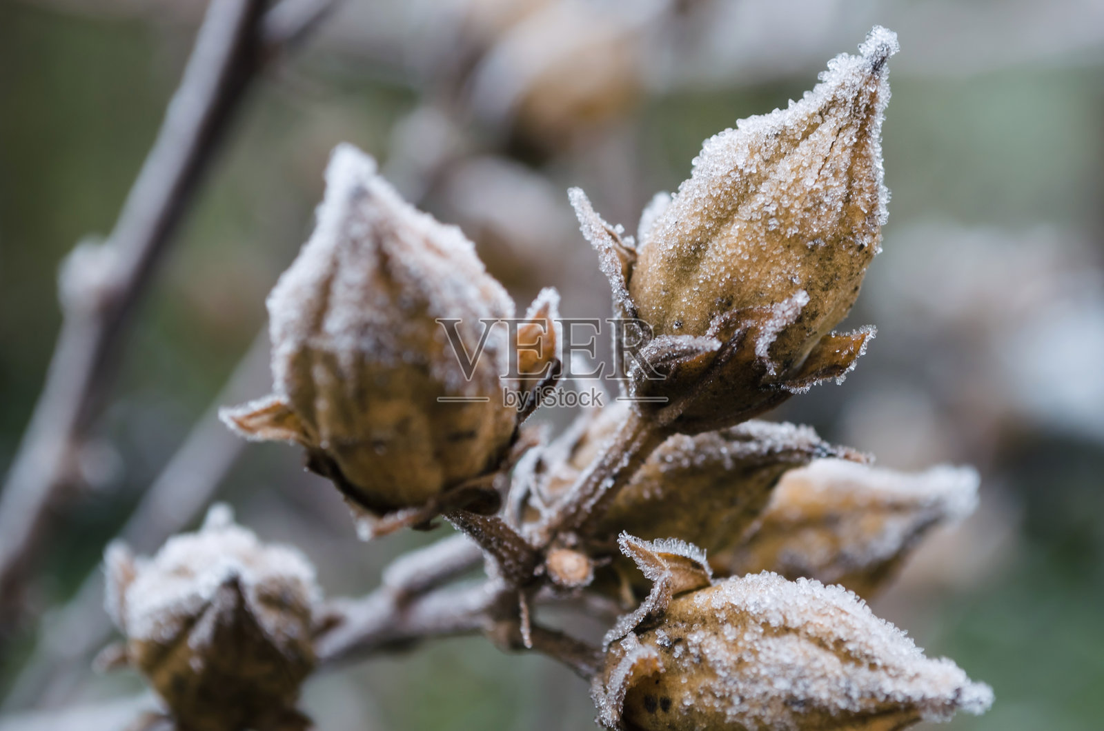 美丽的冰冻干燥植物。叶子上的霜花。自然冬季背景。微距自然。照片摄影图片