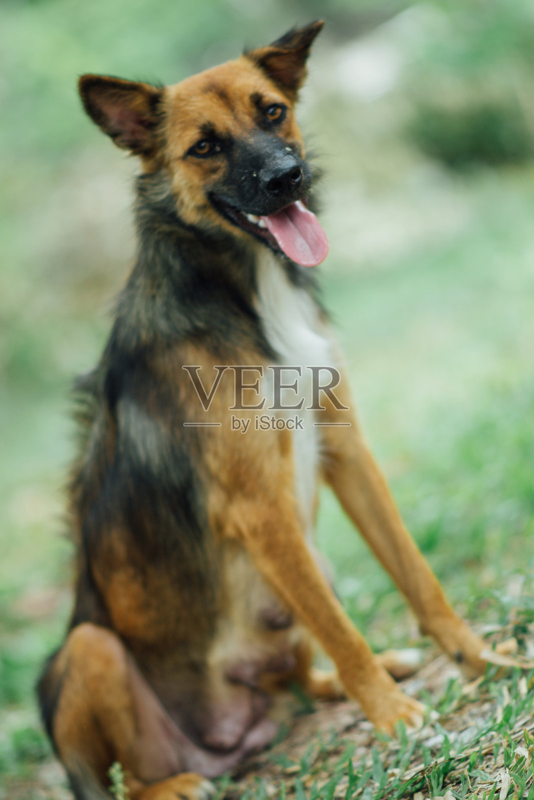 流浪狗照片摄影图片