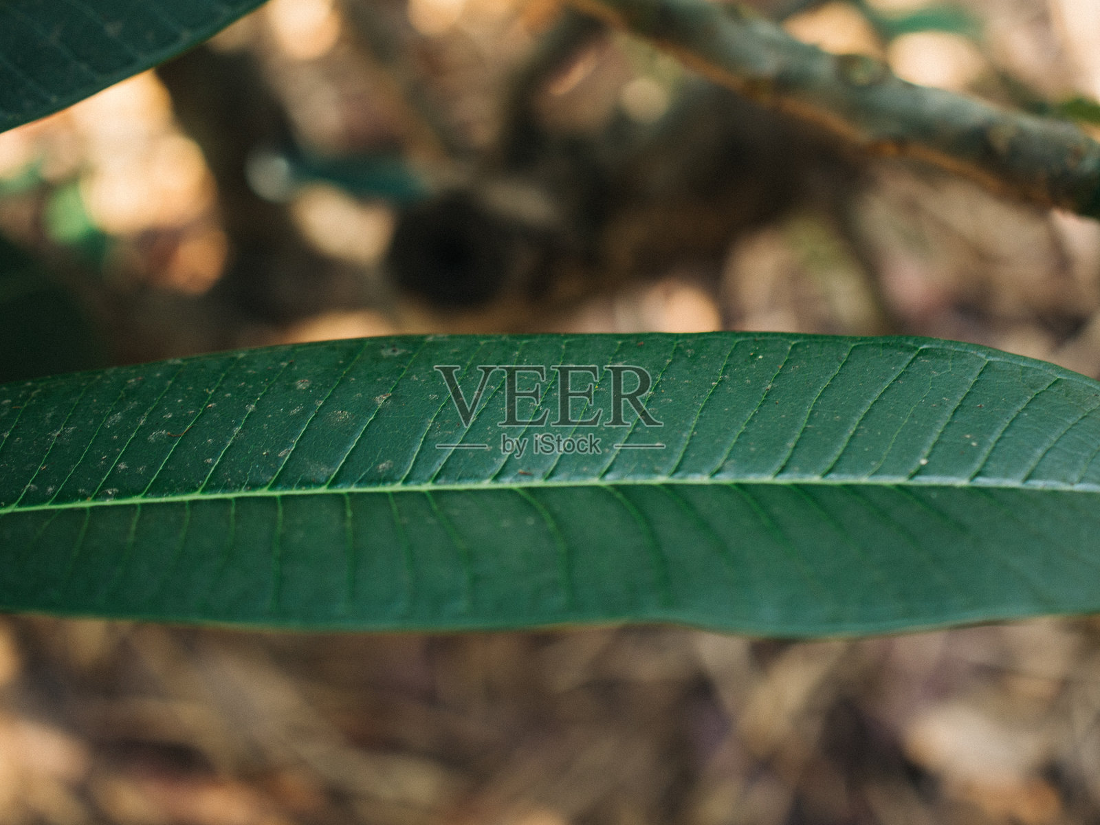 叶子特写照片摄影图片