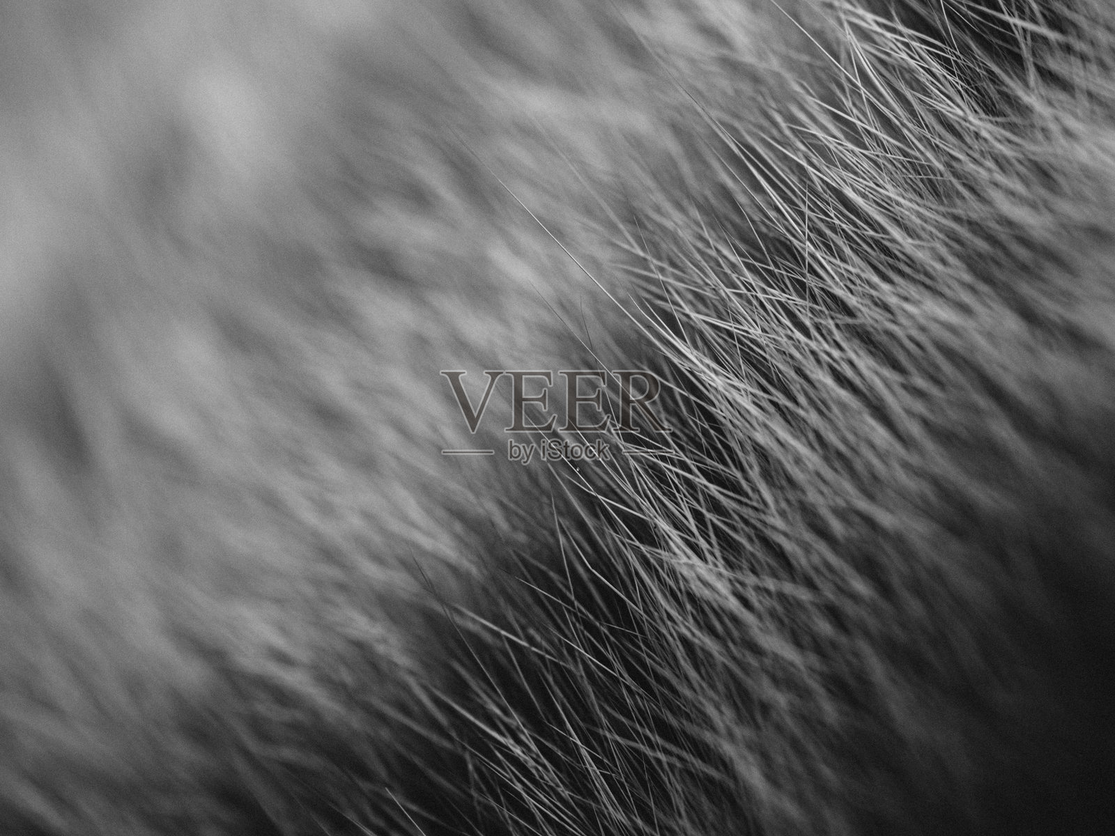 猫毛特写照片摄影图片