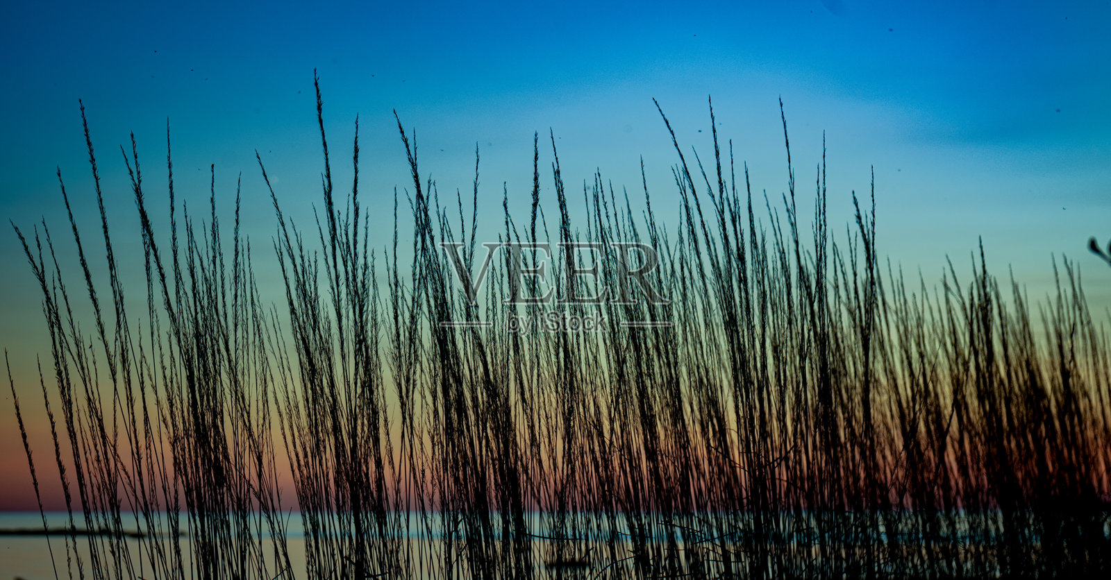 夕阳下的芦苇照片摄影图片