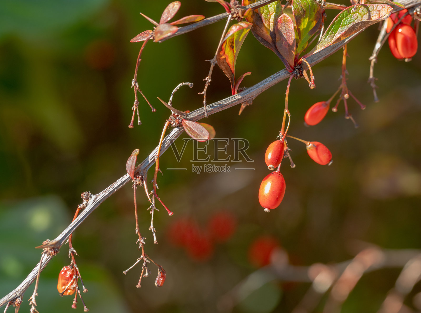 秋季树枝上的红色浆果照片摄影图片