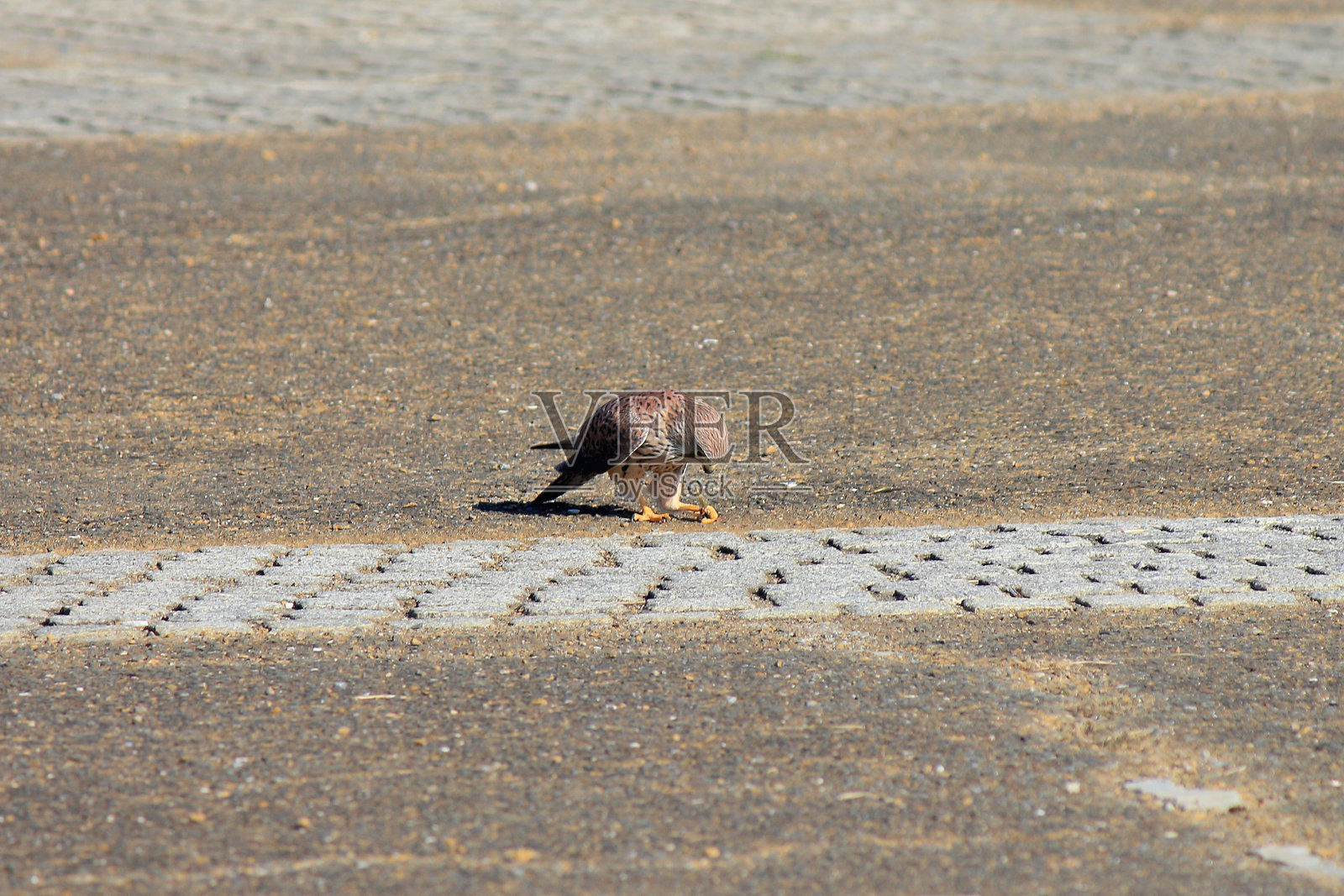 优雅的普通雀鹰身影照片摄影图片
