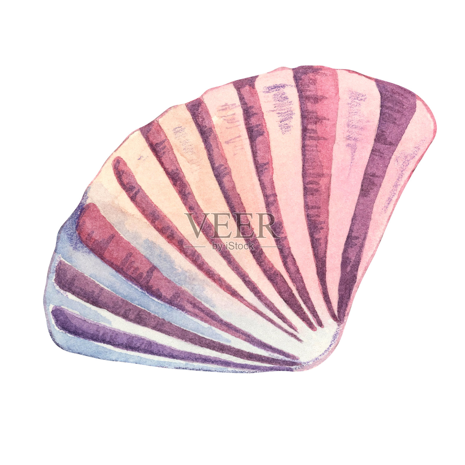 紫色和粉色扇形水彩贝壳插图。适合海洋主题的文具和手提袋的海螺贝壳剪贴画。插画图片素材