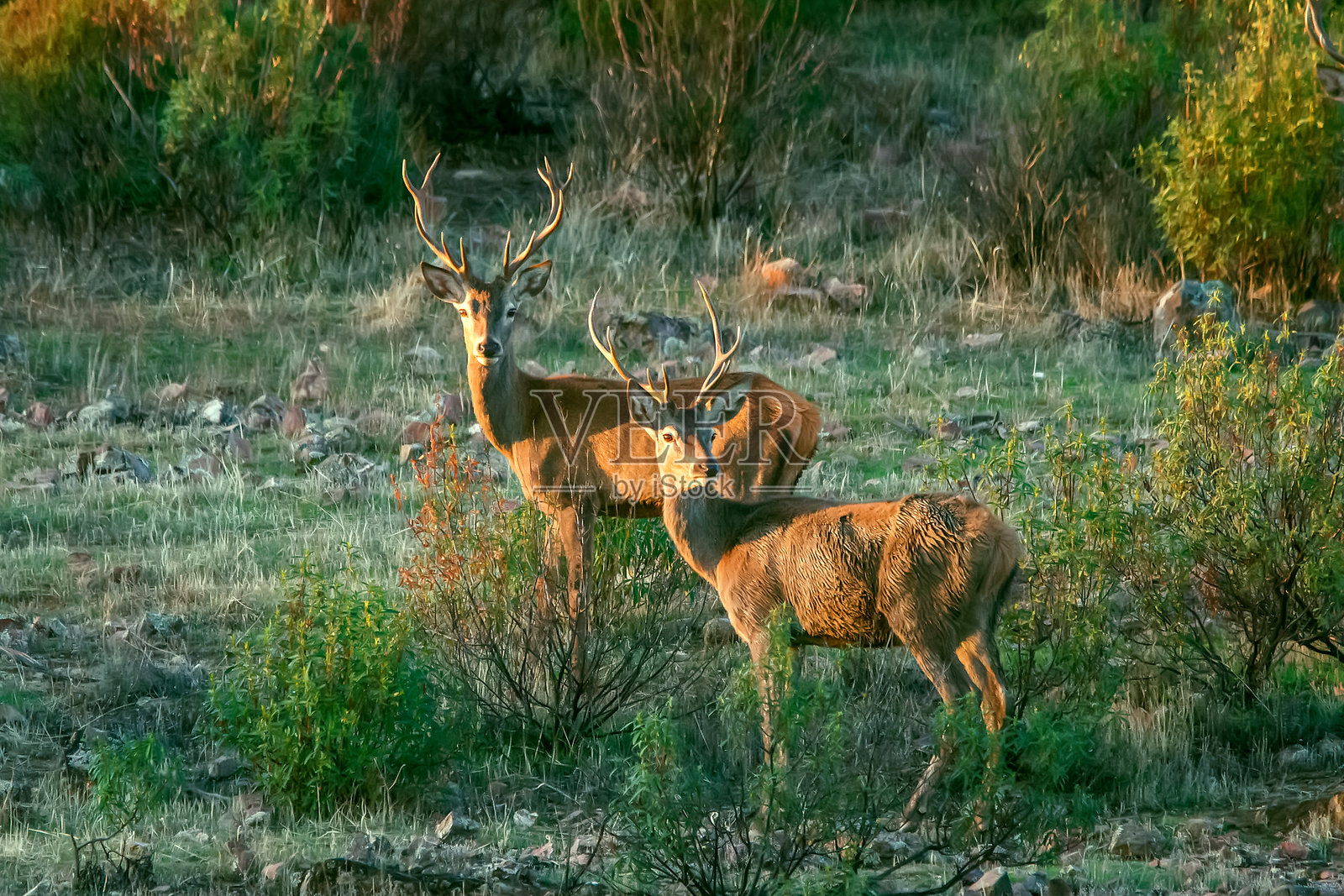 在卡索尔拉、塞古拉和拉斯维拉斯自然公园的鹿在季节。照片摄影图片