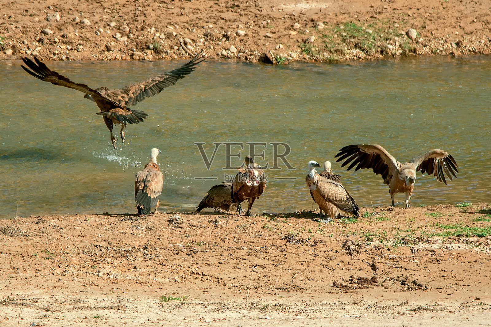 卡索尔拉、塞古拉和拉斯维拉斯自然公园中的秃鹫照片摄影图片