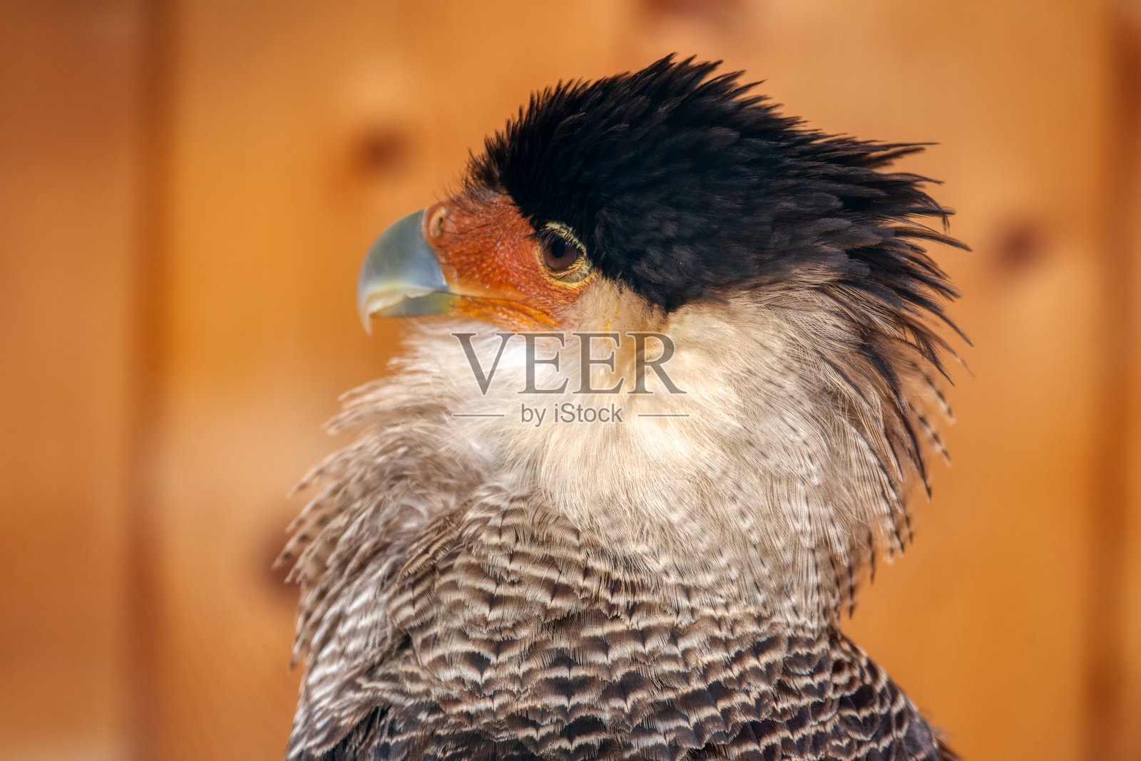 卡拉卡拉鹰照片摄影图片