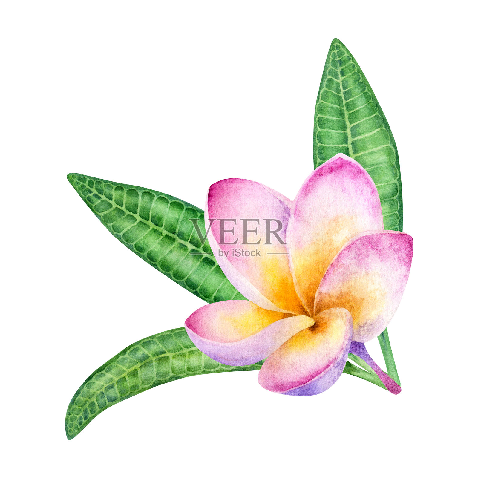 手绘的粉色夹竹桃花组成图，背景为白色。插画图片素材