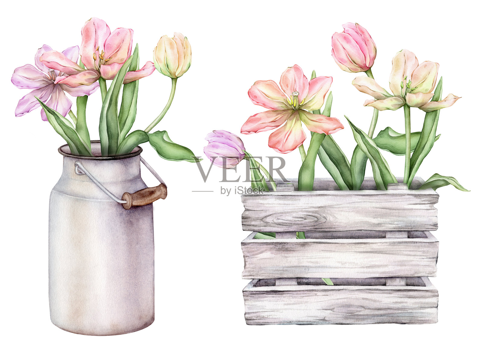 粉彩多色郁金香花束，铝罐中的水彩插图。手绘精致的春季多年生球根植物粉色、黄色和紫色郁金香，放在木箱中，适合春季婚礼设计。插画图片素材