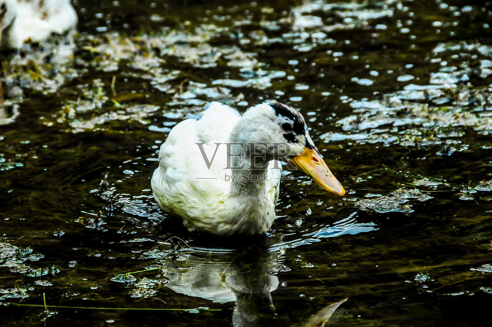 一只鸭子在池塘里游泳照片摄影图片