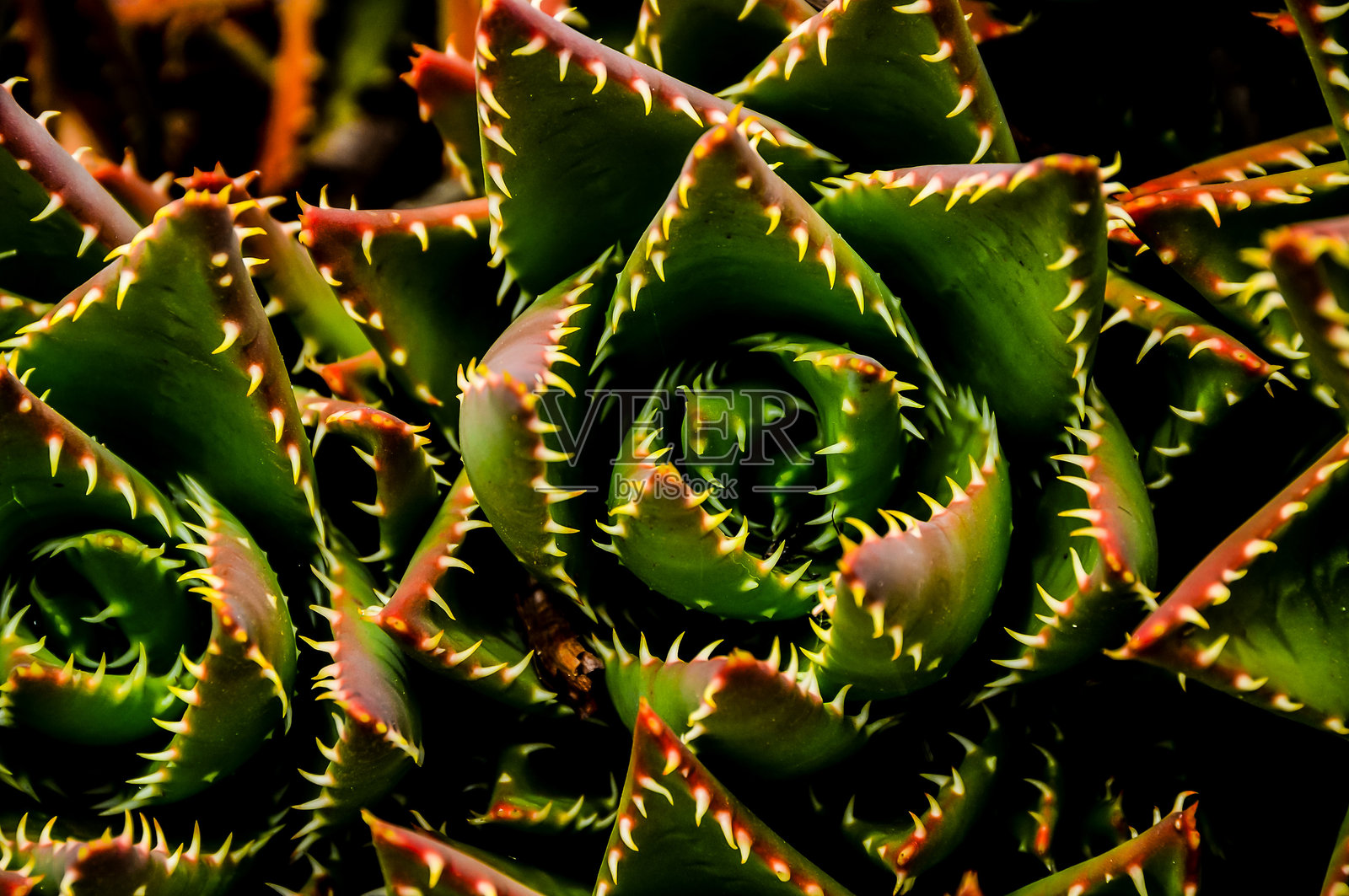 一株带刺叶子的绿色植物特写镜头照片摄影图片