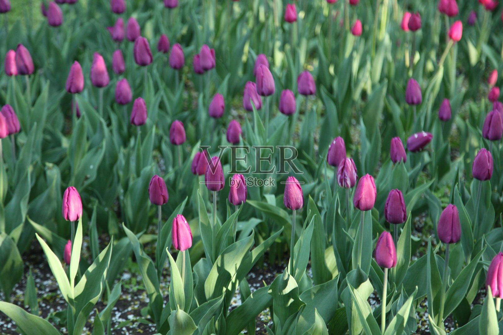 郁金香照片摄影图片