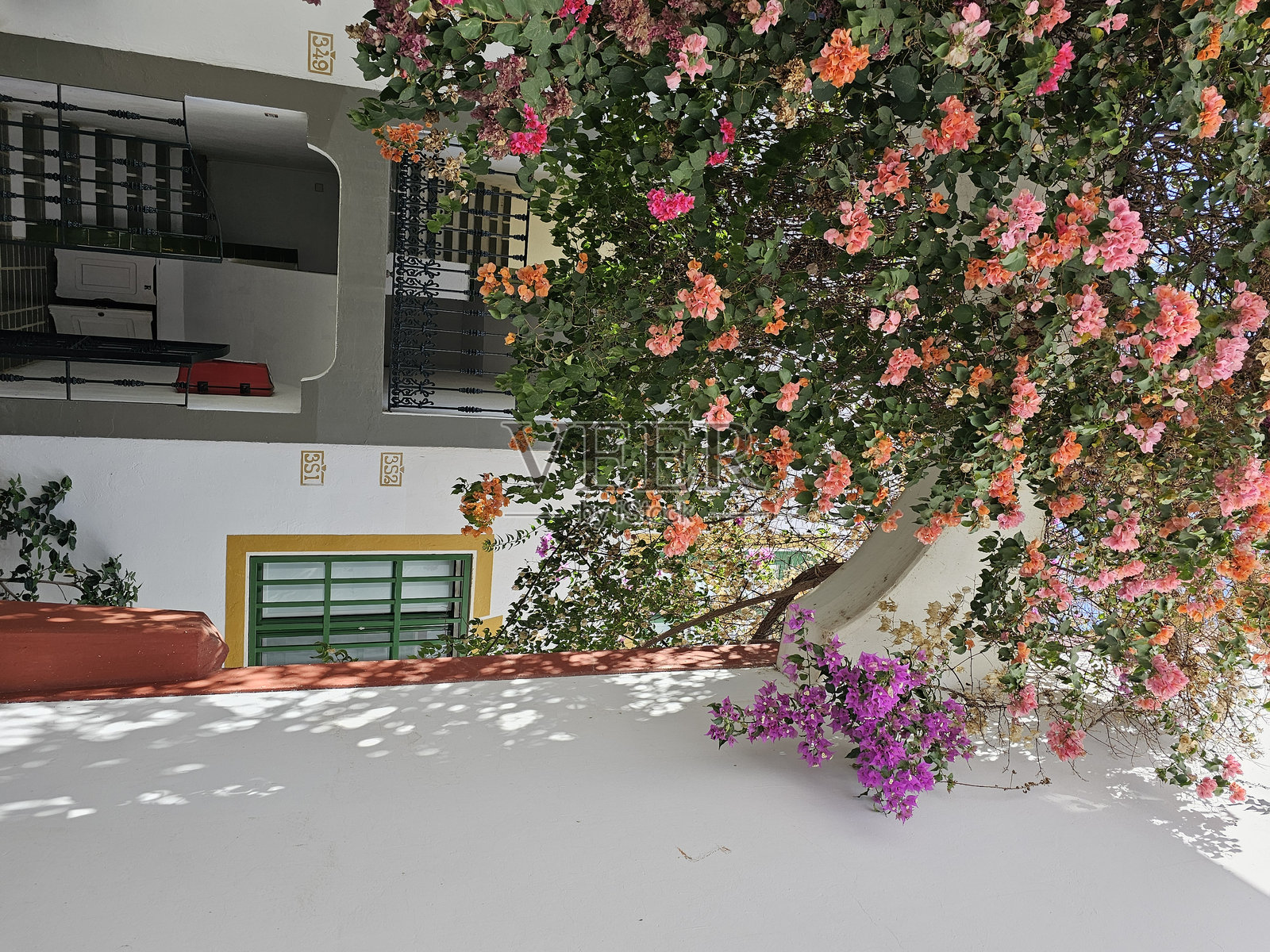 九重葛村照片摄影图片