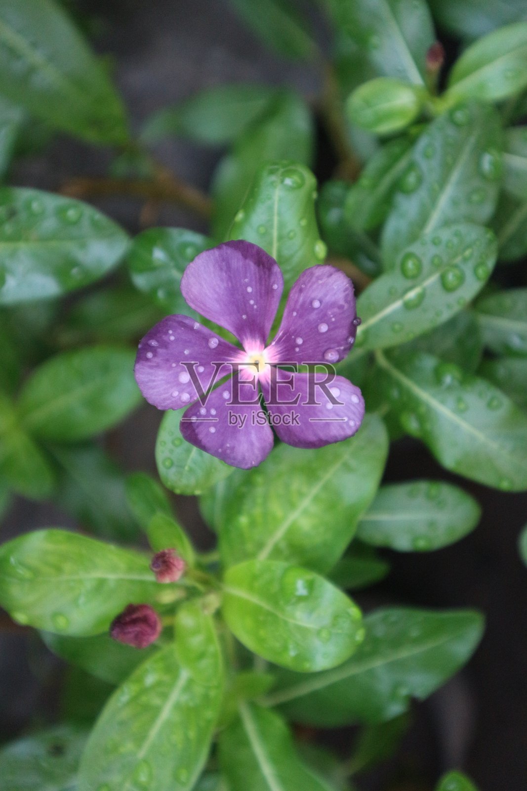 美丽花形和色彩的长春花植物照片摄影图片