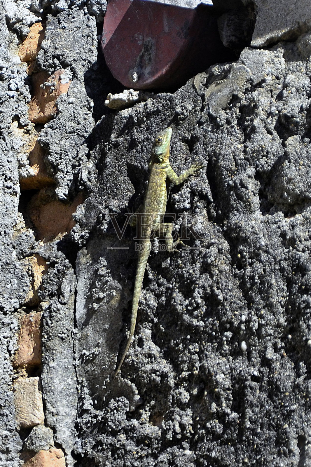 一只美丽的环颈蜥蜴在阳光下的墙上。照片摄影图片