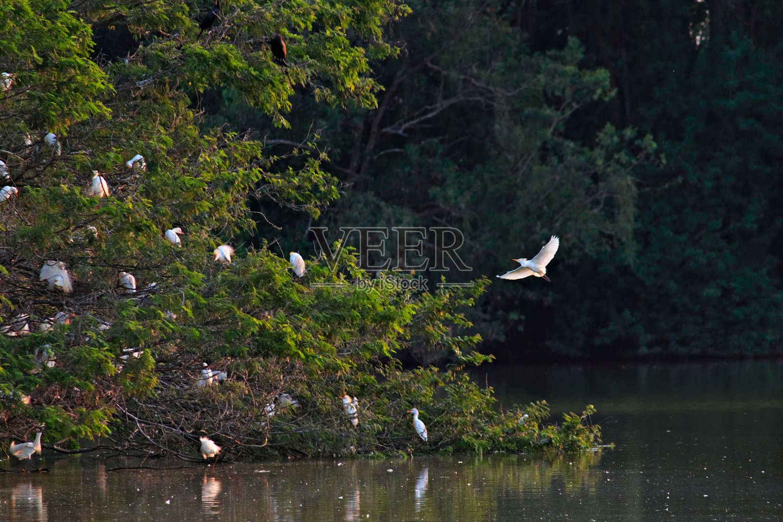 被称为牛白鹭（Bubulcus ibis）的鸟，降落在树冠上以加入一个群落。照片摄影图片