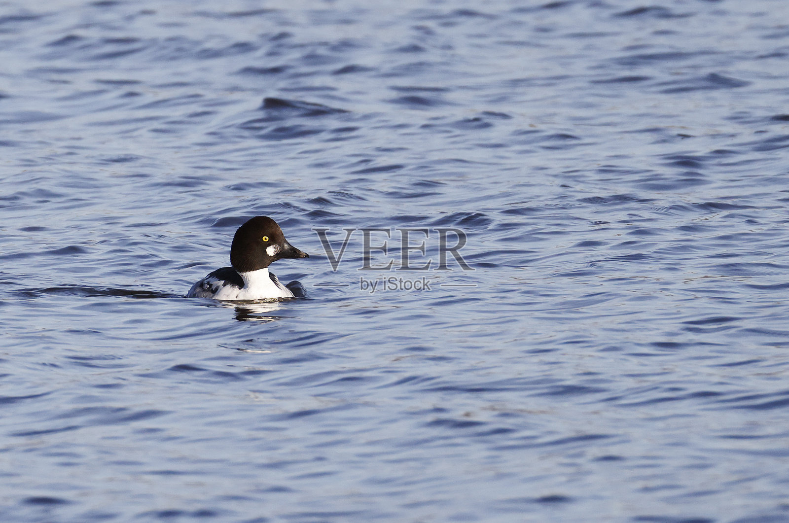 金眼鸭（Bucephala clangula）雌性照片摄影图片