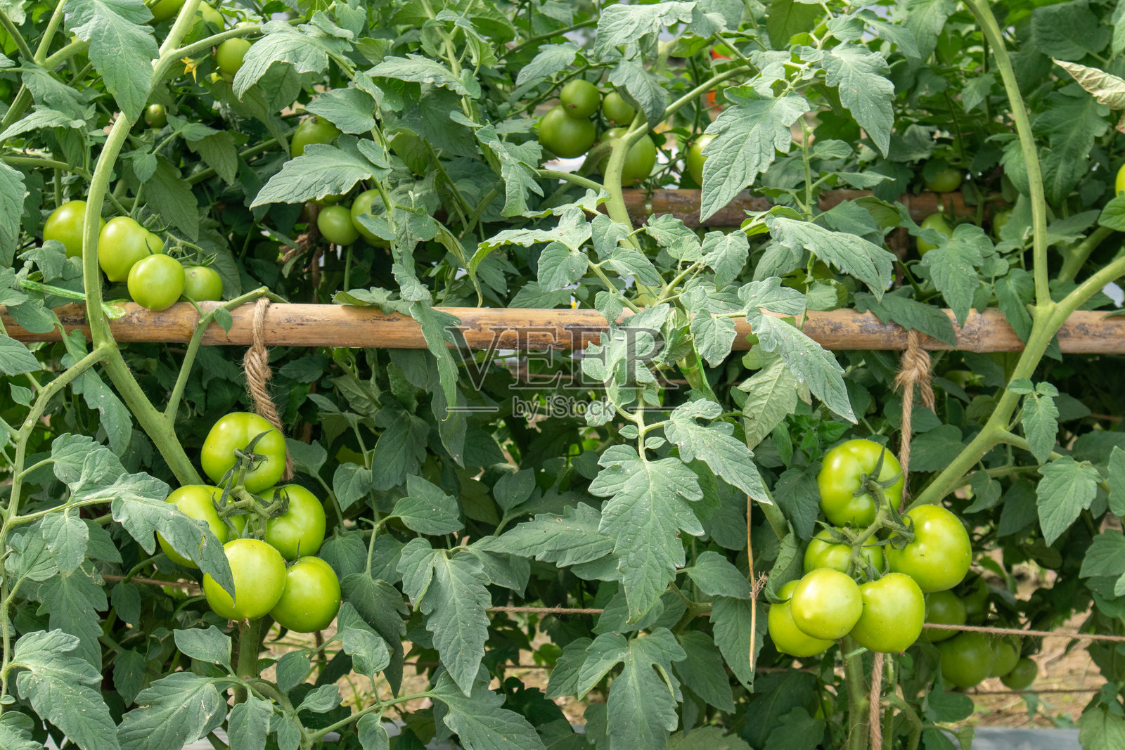未成熟的绿色番茄几乎成熟，准备好食用。照片摄影图片