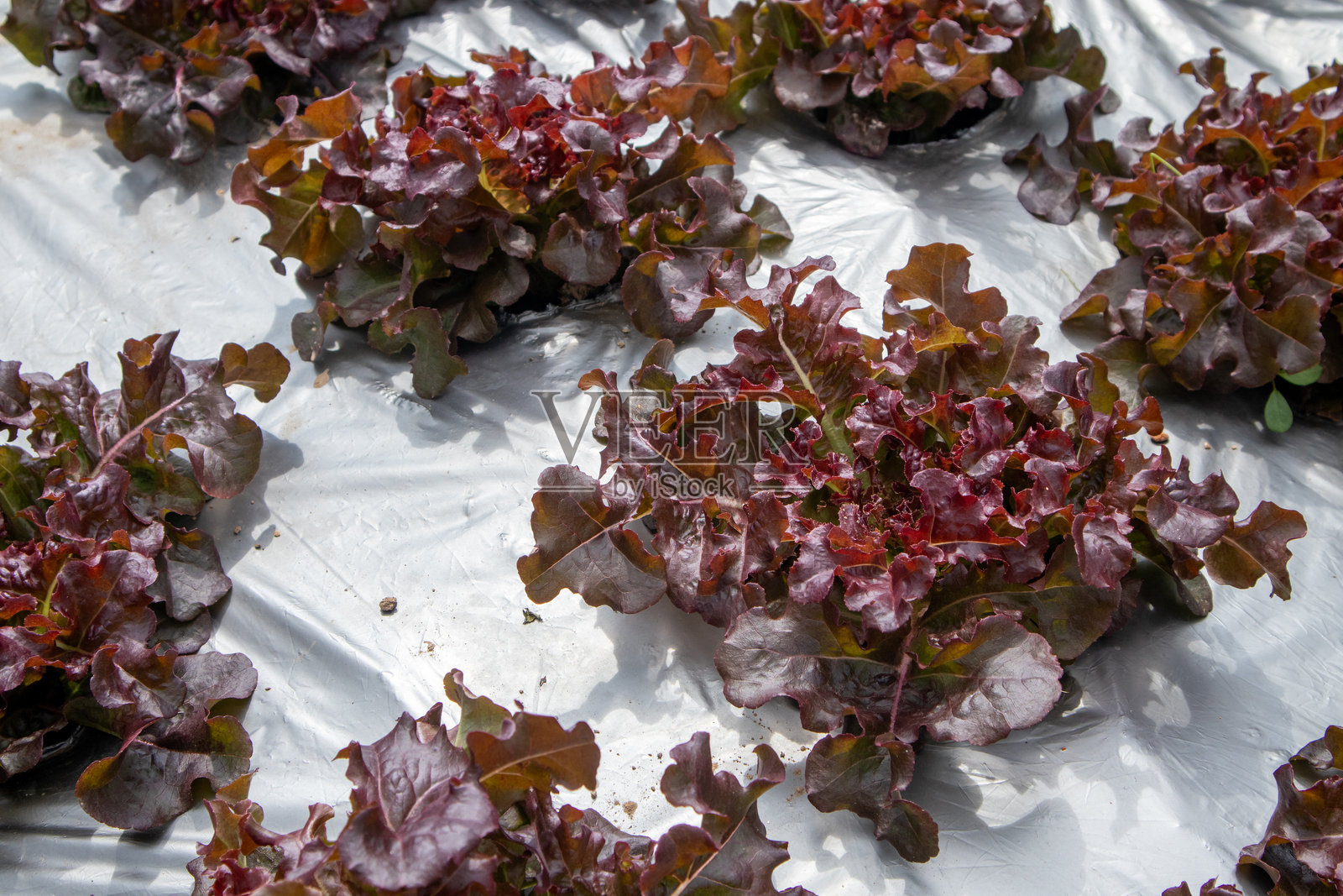 红橡叶生菜（Lactuca sativa “Red Oak”）是一种叶类沙拉蔬菜。卷曲的叶子呈深红色到红褐色，带有绿色的茎。它是最受欢迎的叶类沙拉蔬菜之一。照片摄影图片