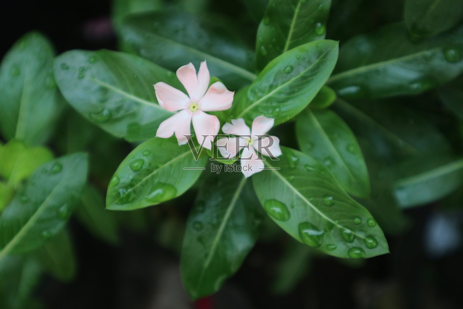 美丽花形和色彩的长春花植物照片摄影图片