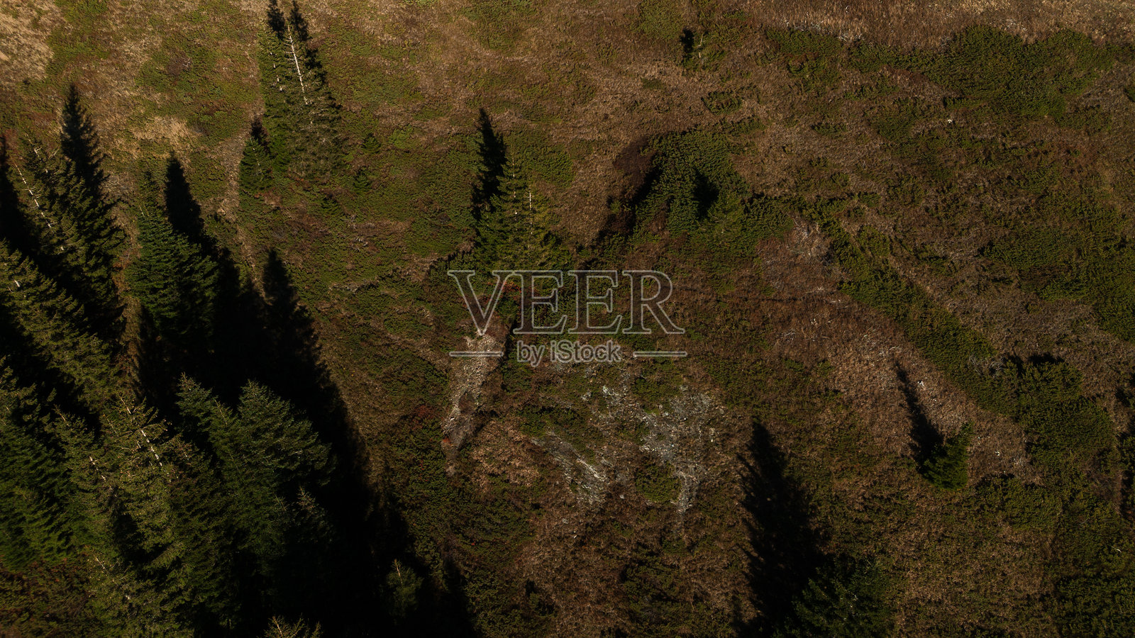 日落时分，绿色的冷杉树和金色的干草地的鸟瞰图。黑山的科莫维国家公园鸟瞰景观。令人叹为观止的风景。照片摄影图片