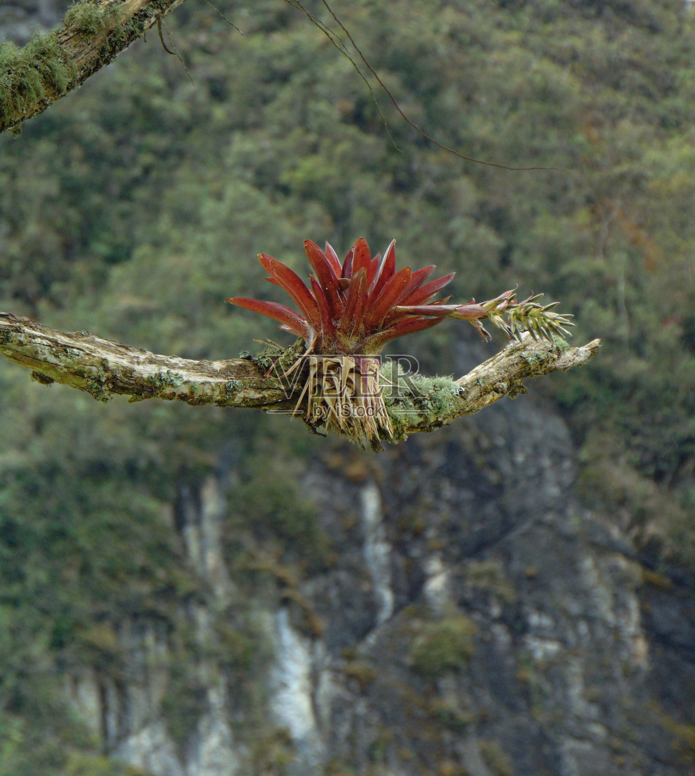 美丽的凤梨科植物照片摄影图片